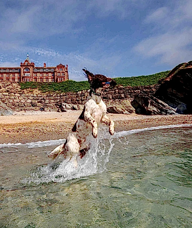 A dog happily jumping in the water outside the Headland hotel