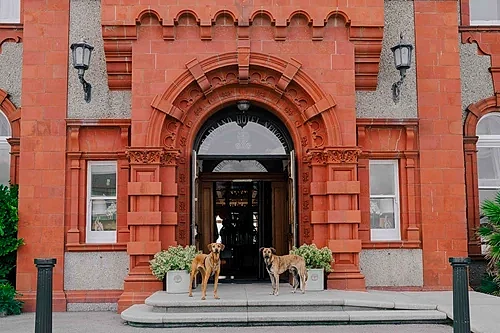 Dogs outside front of Headland Hotel