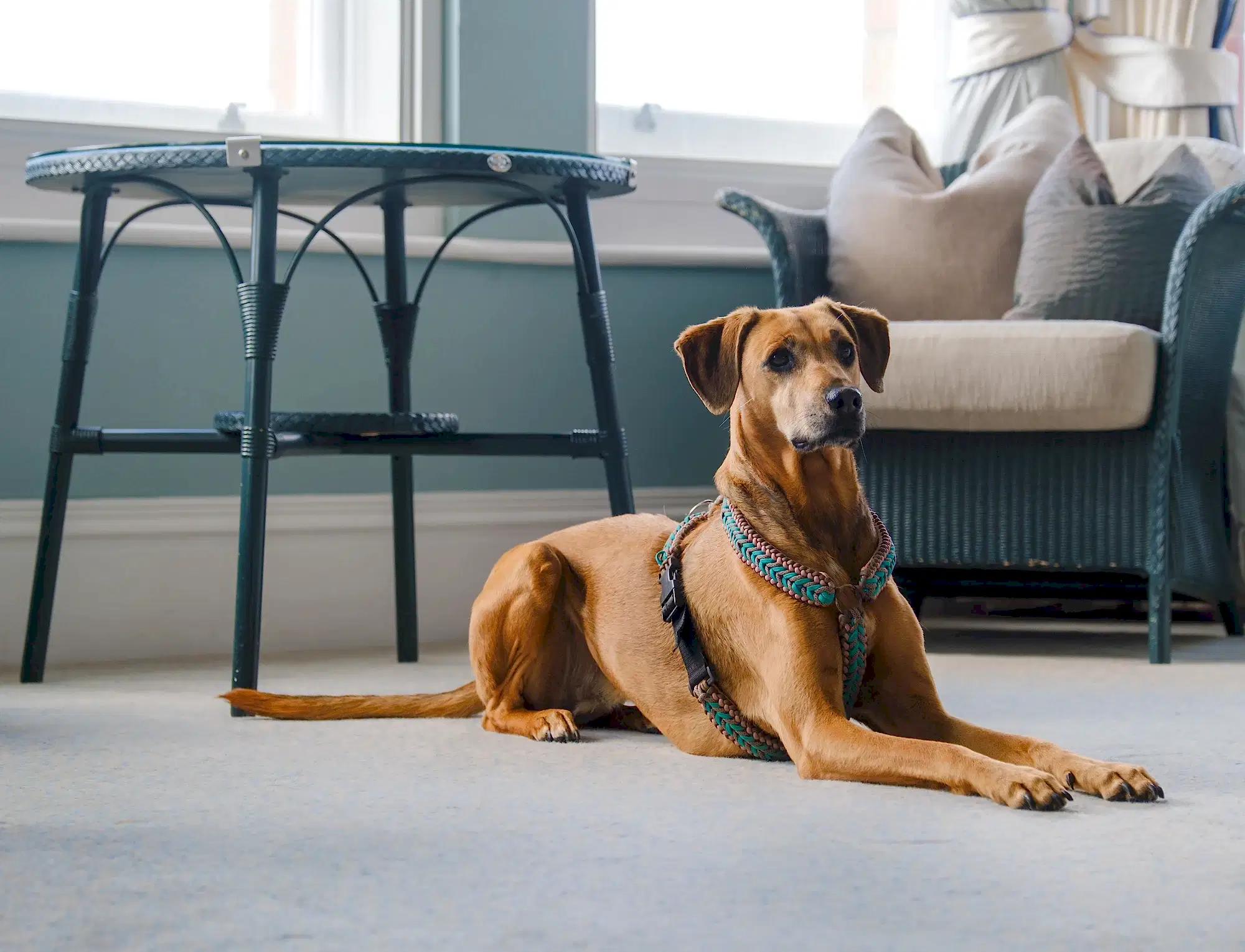 A large tan and brown dog in a stylish teal dog harness relaxing in a pet-friendly hotel lounge with a wicker chair and ocean-view window.