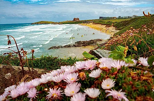 lillies atop a hill overlooking a beach