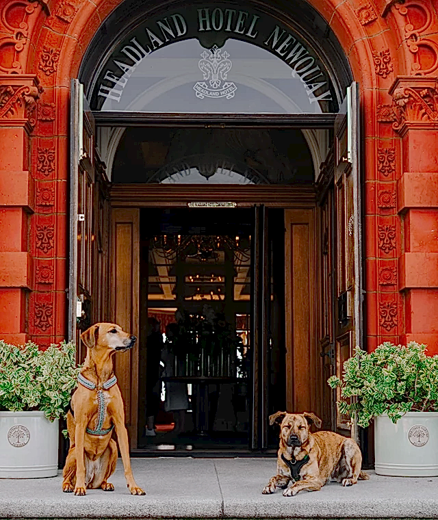 Two dogs sitting outside the entrance of the Headland Hotel